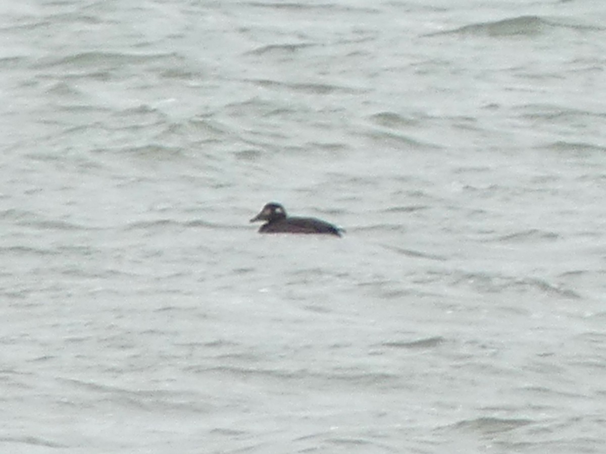White-winged Scoter - ML645221412