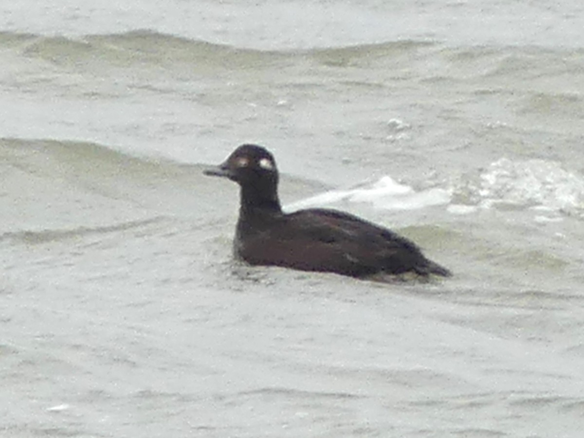 White-winged Scoter - ML645221413