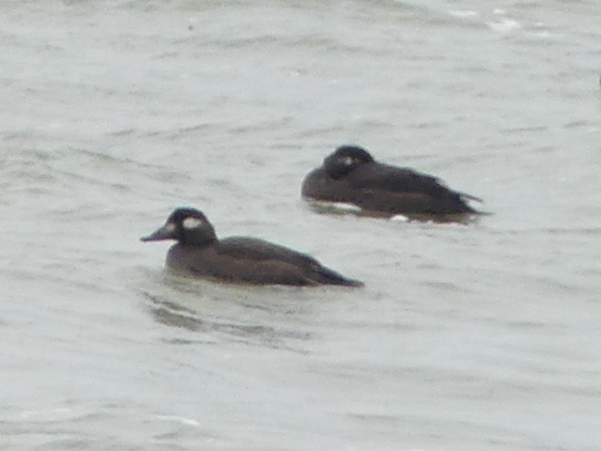 White-winged Scoter - ML645221414