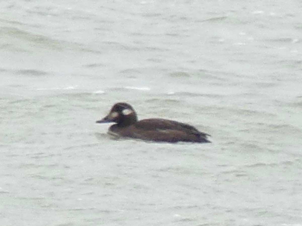 White-winged Scoter - ML645221415