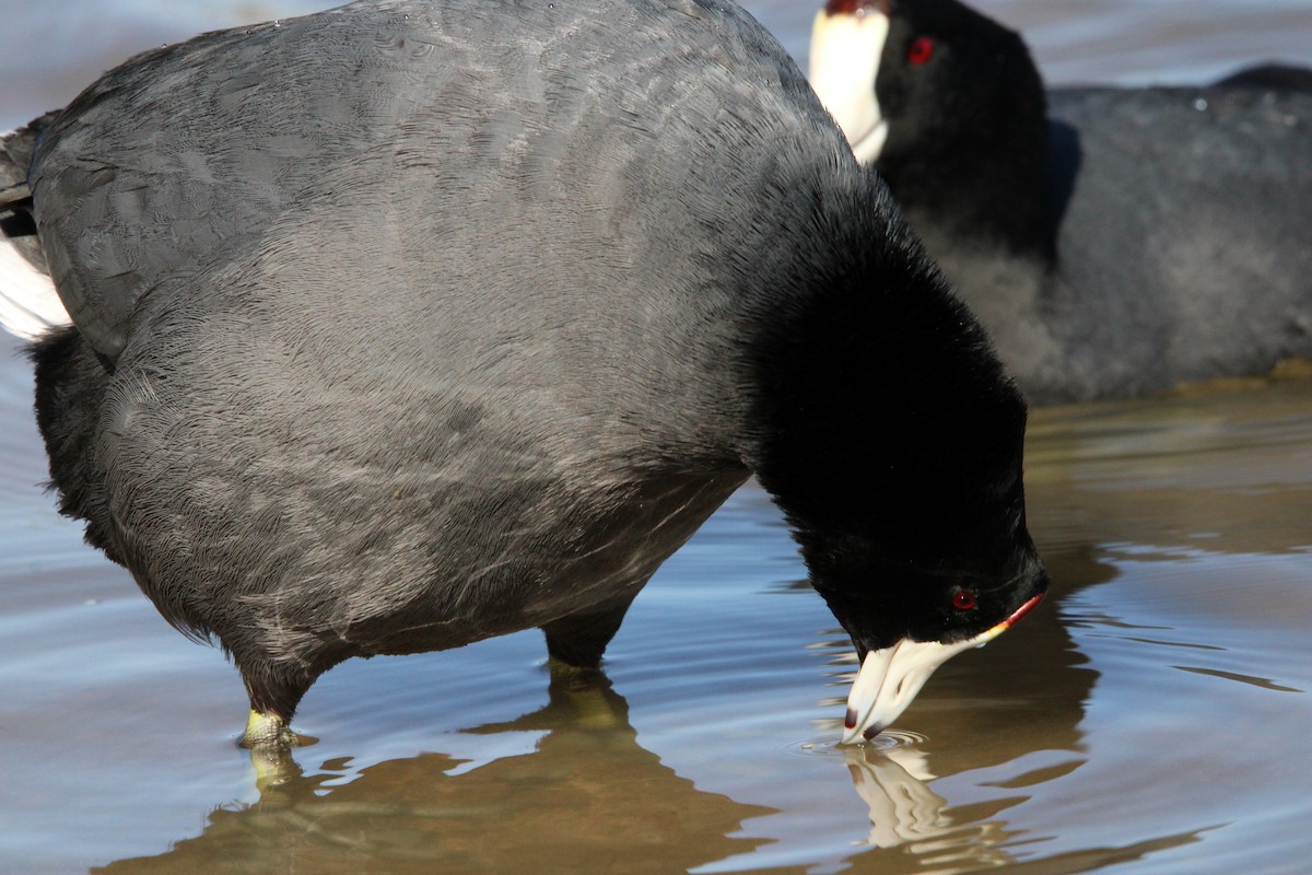 Foulque d'Amérique - ML645221422