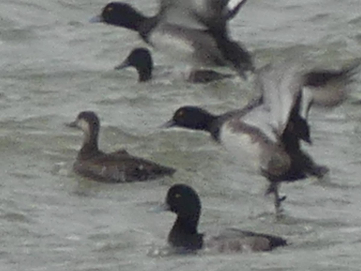 Black Scoter - ML645221427