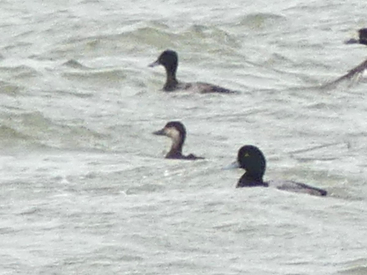 Black Scoter - ML645221428