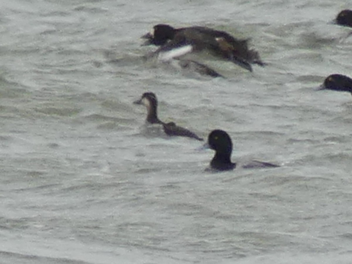 Black Scoter - ML645221429