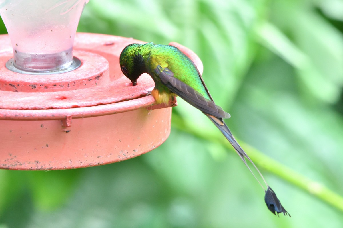 Peruvian Racket-tail - ML645221443