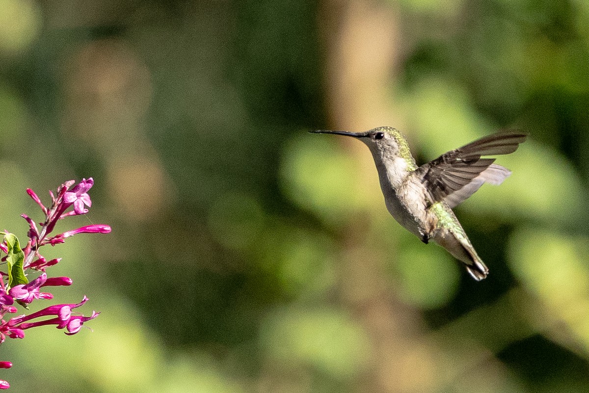 Рубиновогорлый колибри - ML645221444