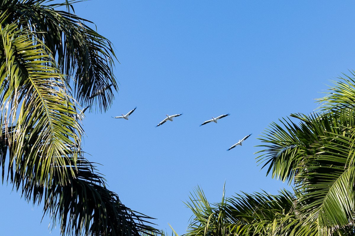 American White Pelican - ML645221456