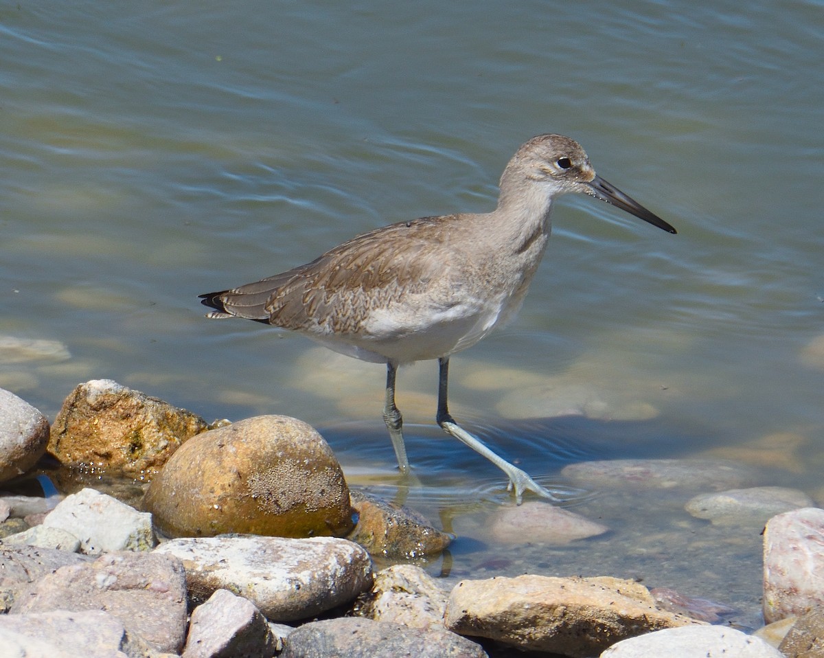 willetsnipe - ML645221457