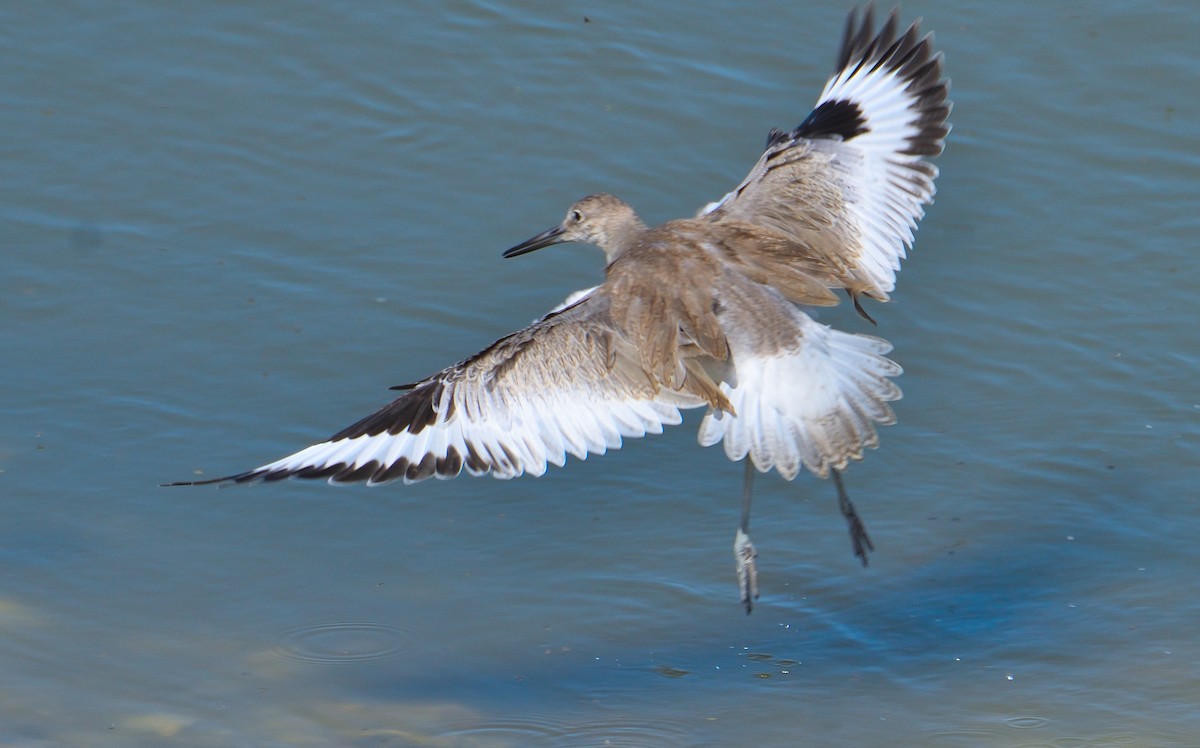 willetsnipe - ML645221458