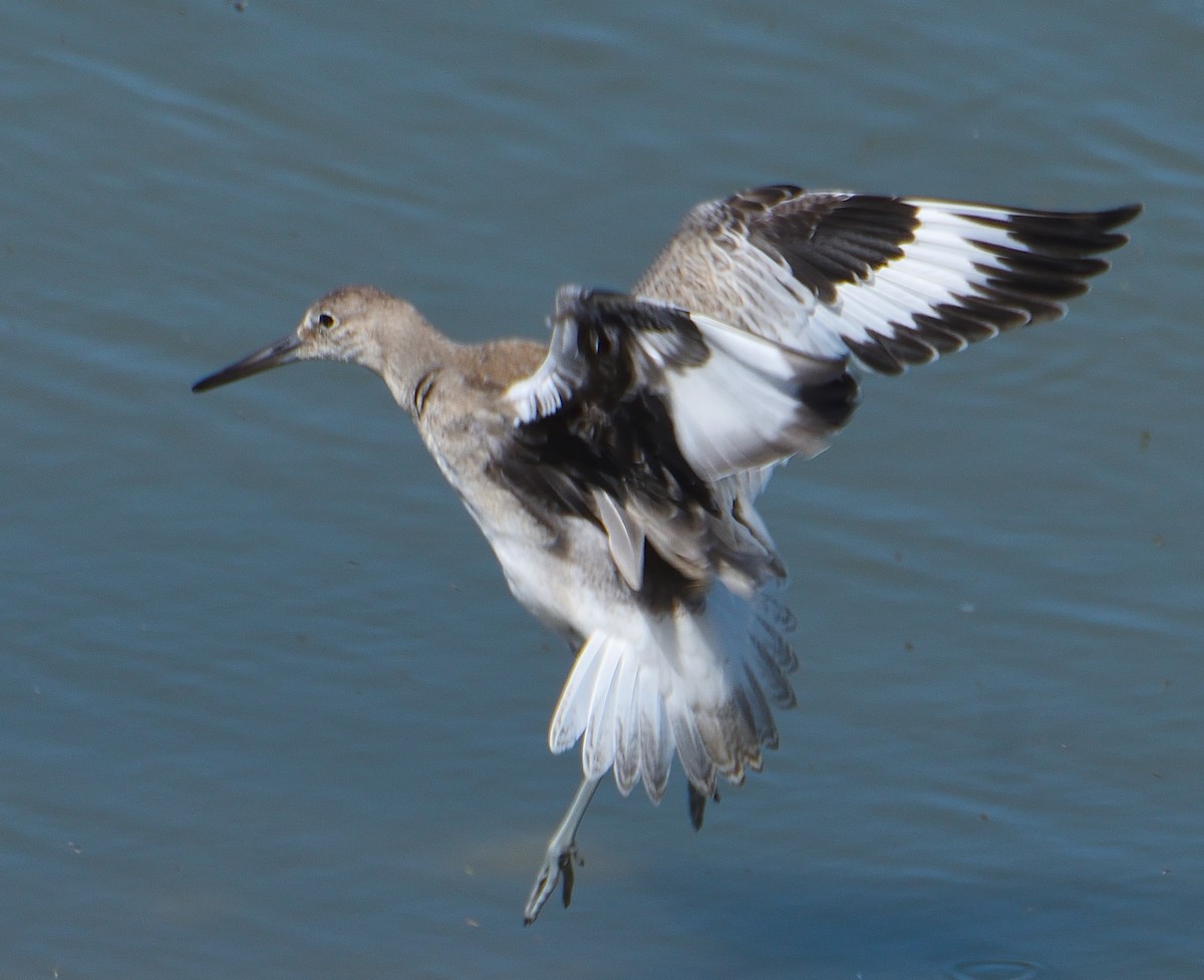 willetsnipe - ML645221460