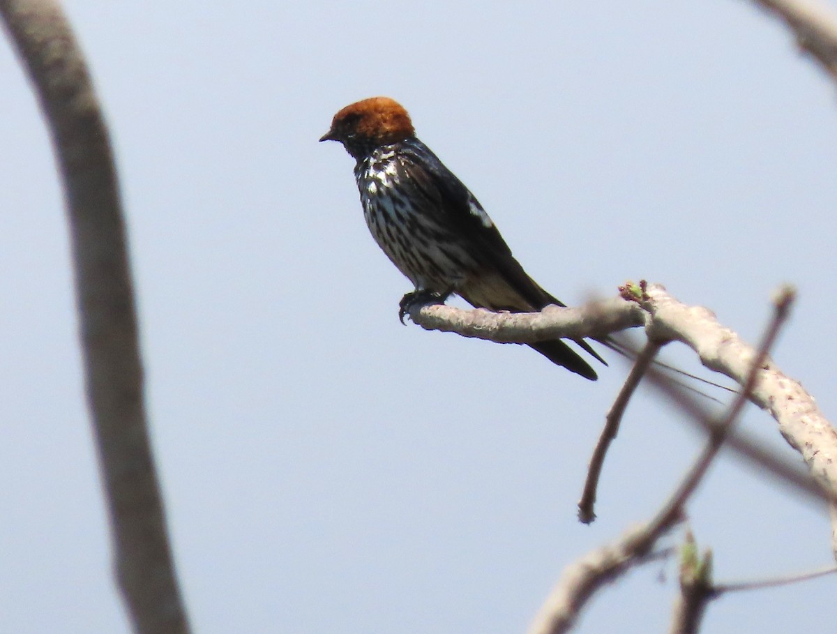 Lesser Striped Swallow - ML645221468