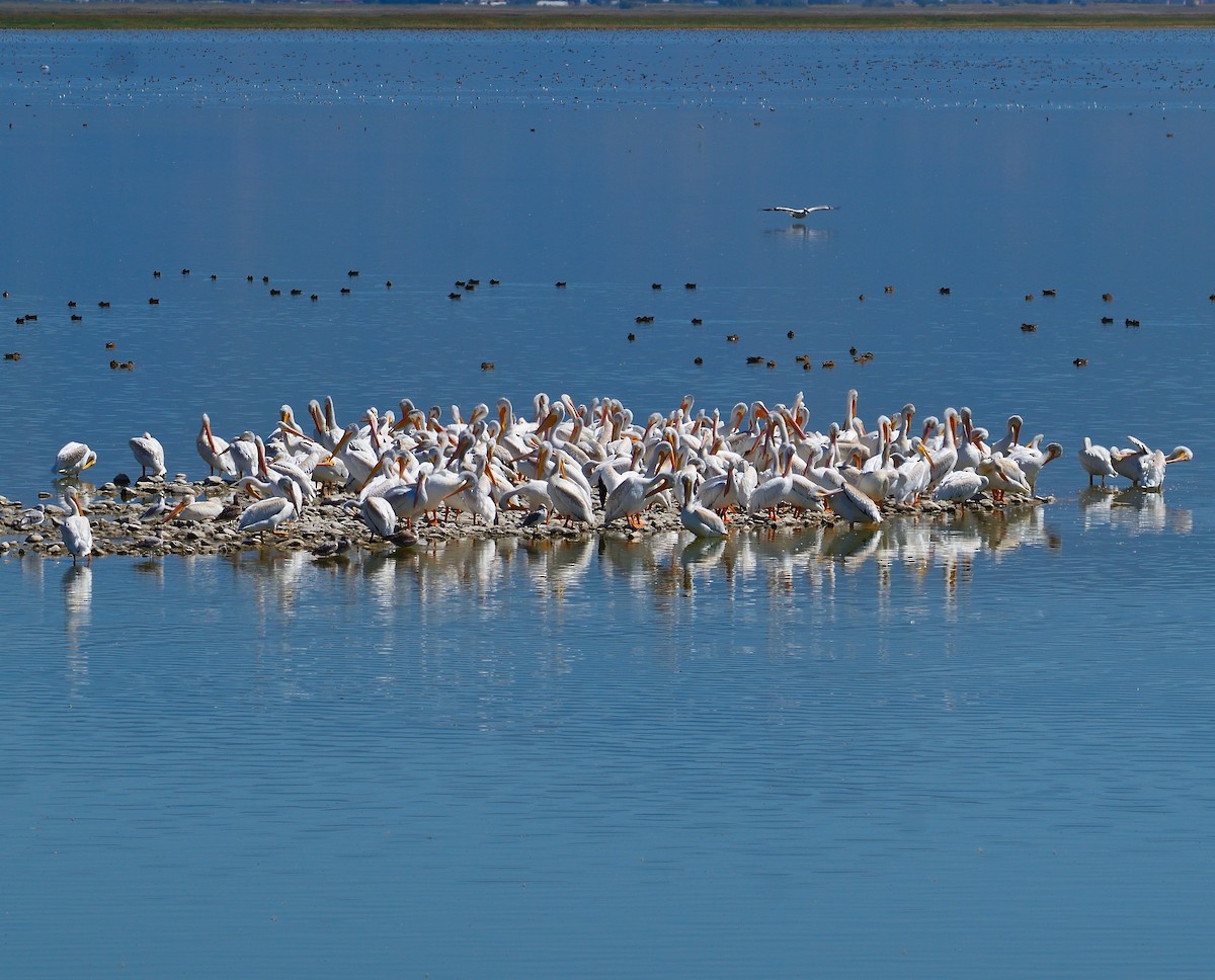 amerikapelikan - ML645221475