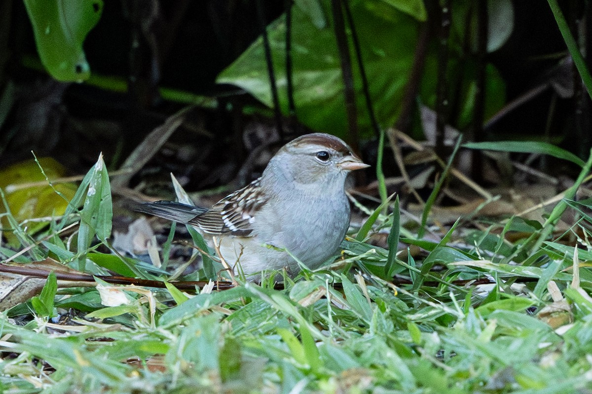 White-crowned Sparrow - ML645221476