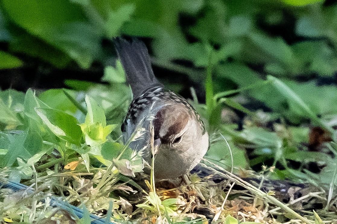 White-crowned Sparrow - ML645221483