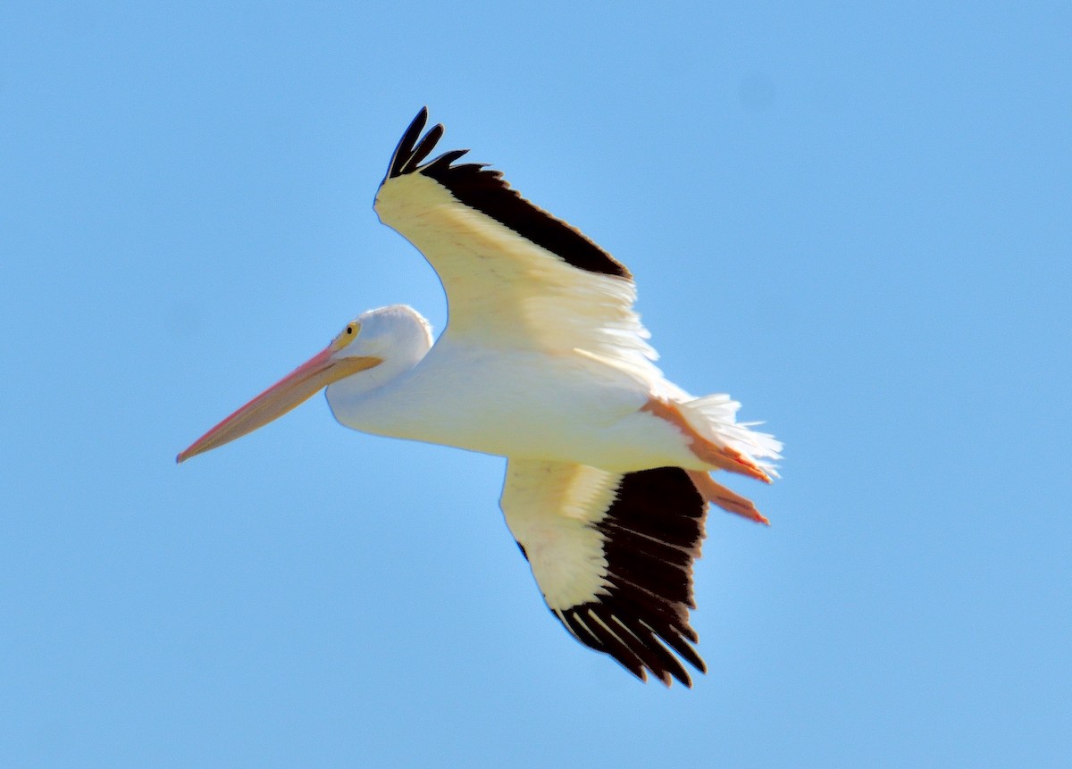 amerikapelikan - ML645221484