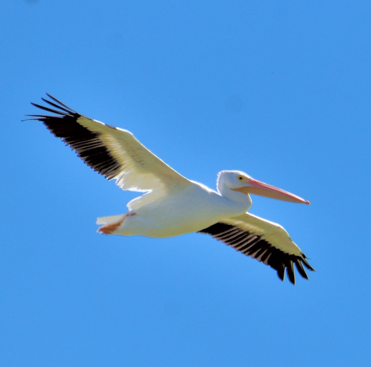 amerikapelikan - ML645221486