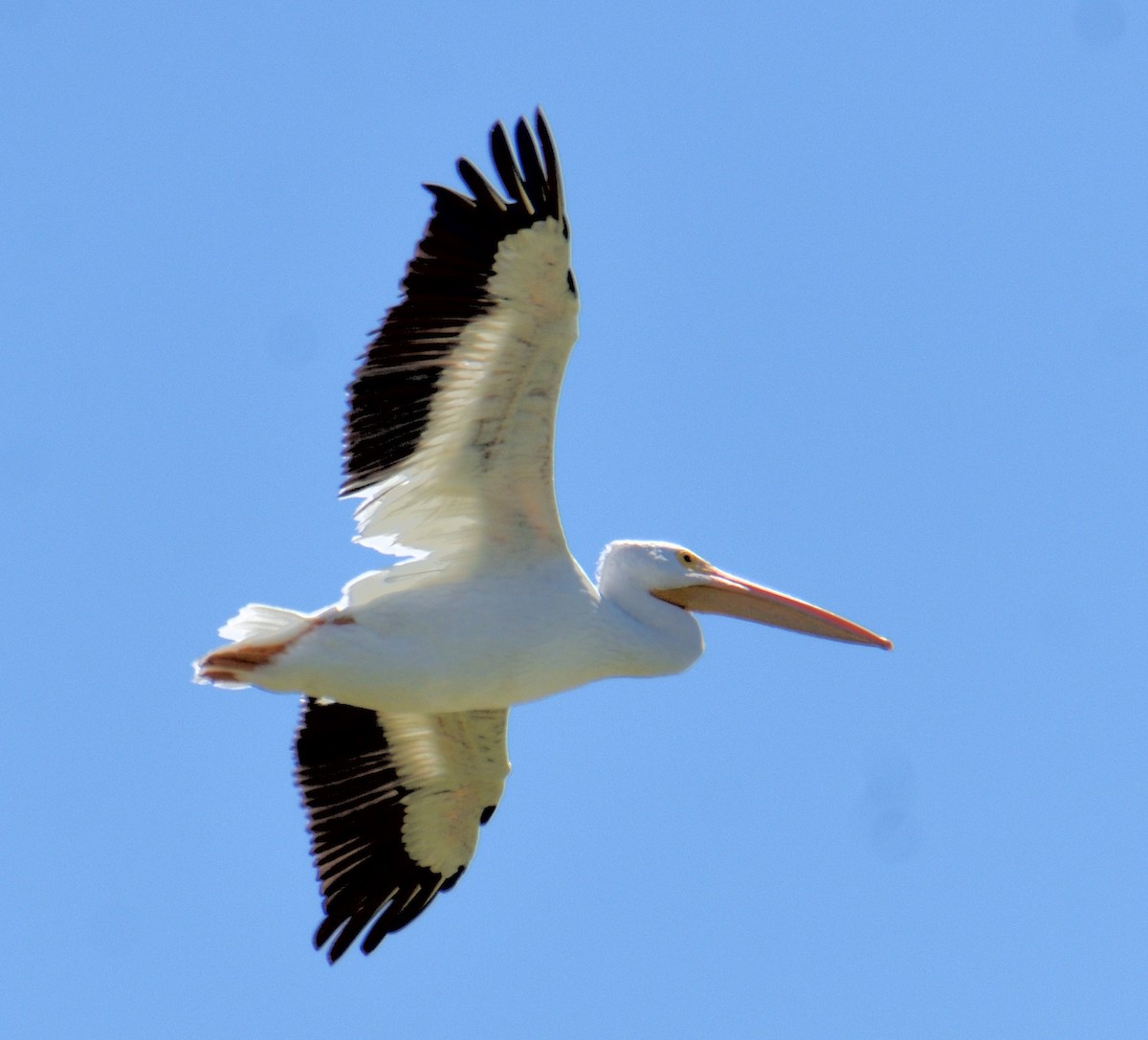 amerikapelikan - ML645221491