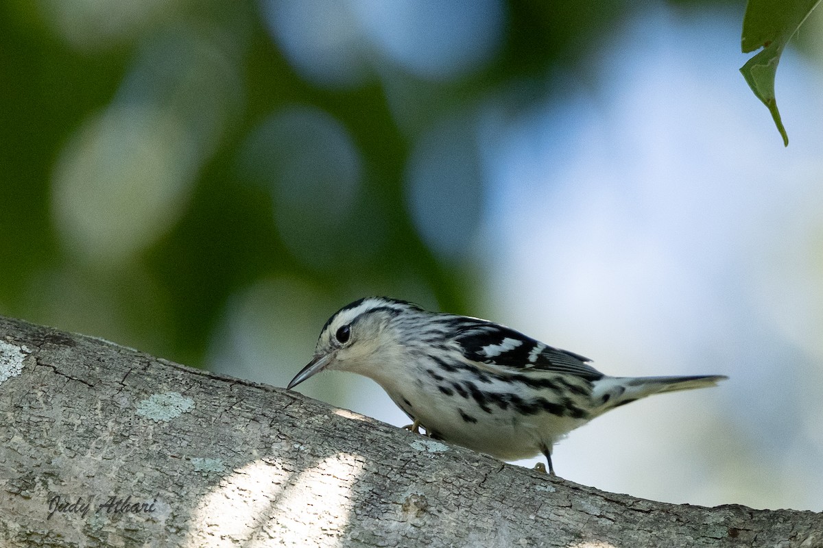 Black-and-white Warbler - ML645221494