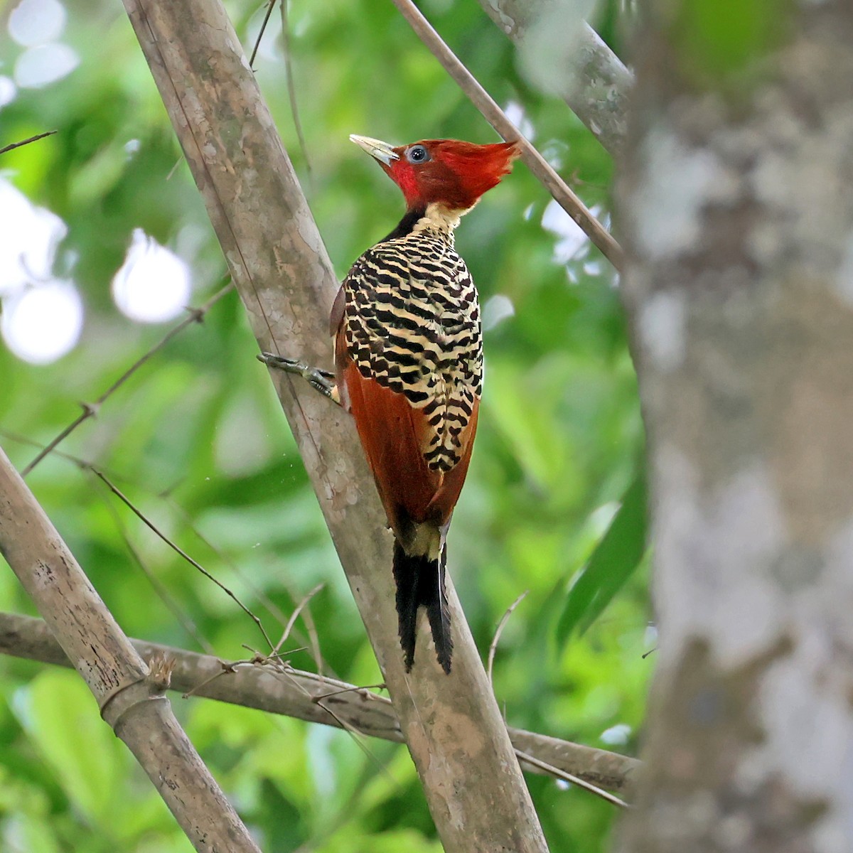 Pic à tête rousse - ML645221499