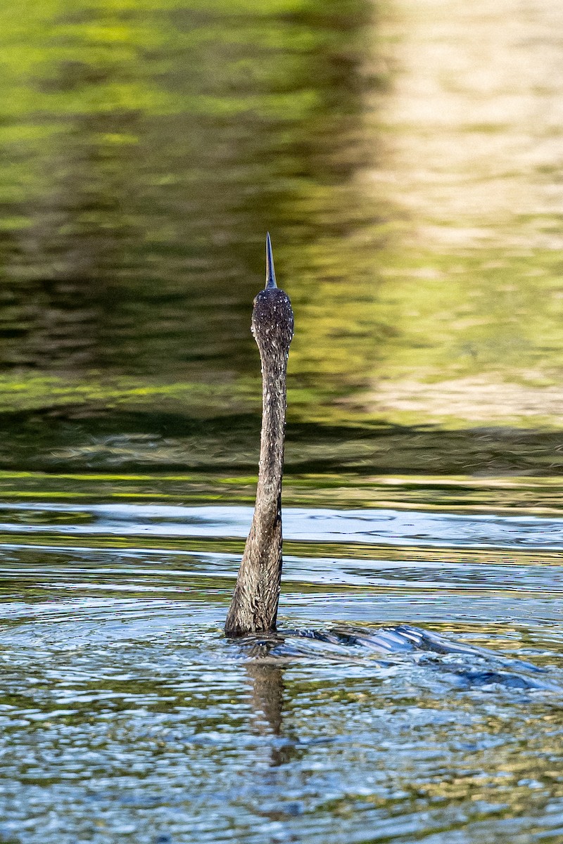 Anhinga - ML645221512