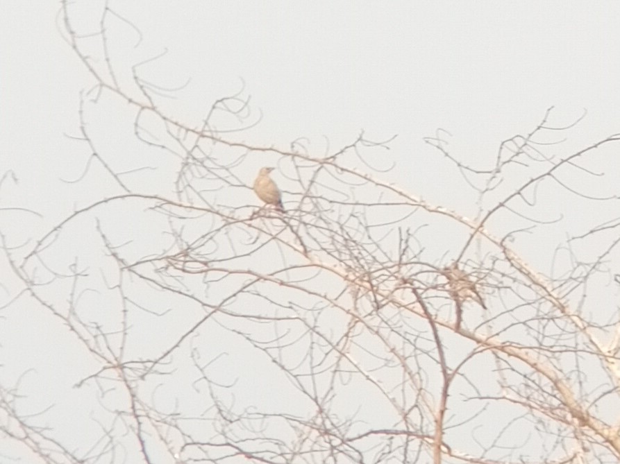 Wattled Starling - ML645221519