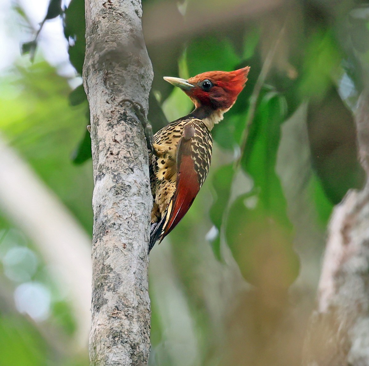 Pic à tête rousse - ML645221521