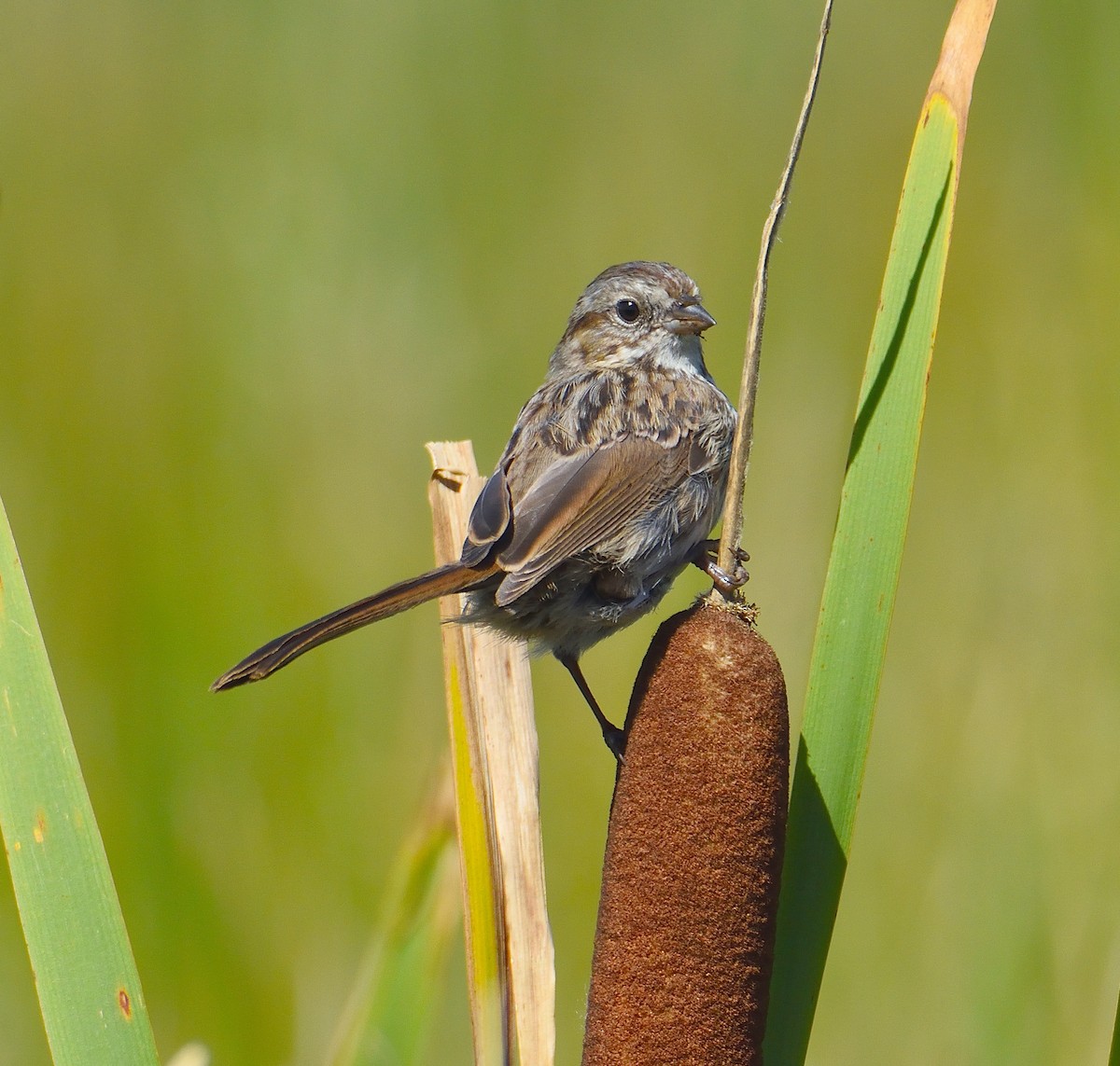 sangspurv - ML645221522