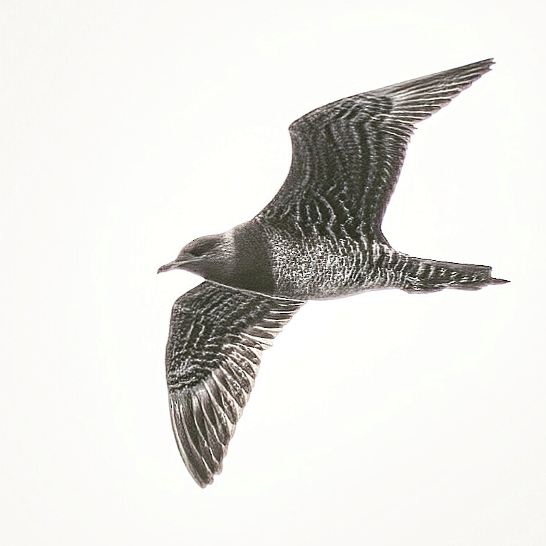 chaluha malá - ML645221526