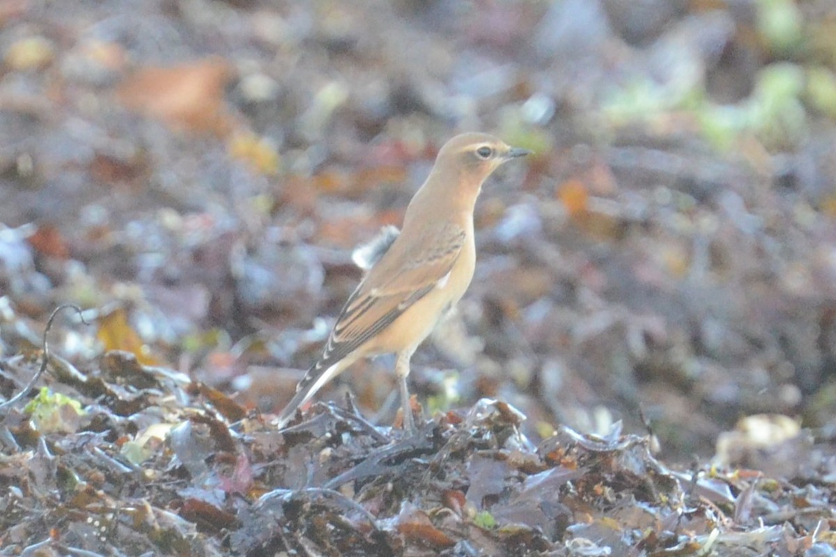 Northern Wheatear (Greenland) - ML645221528
