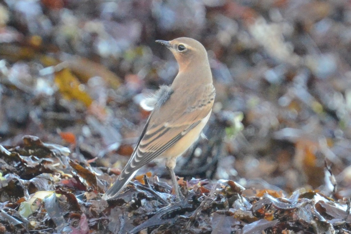 Northern Wheatear (Greenland) - ML645221529
