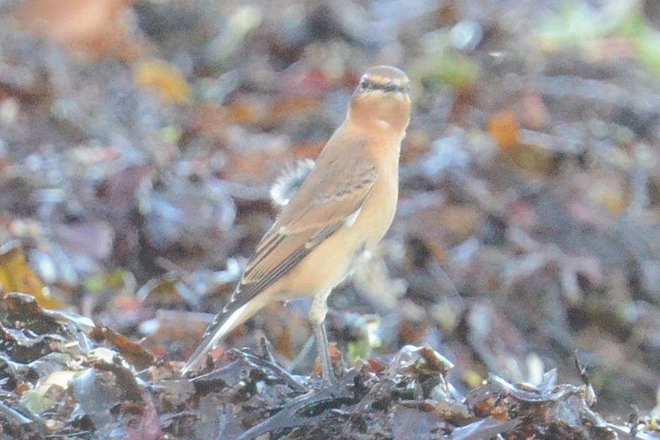 Northern Wheatear (Greenland) - ML645221530