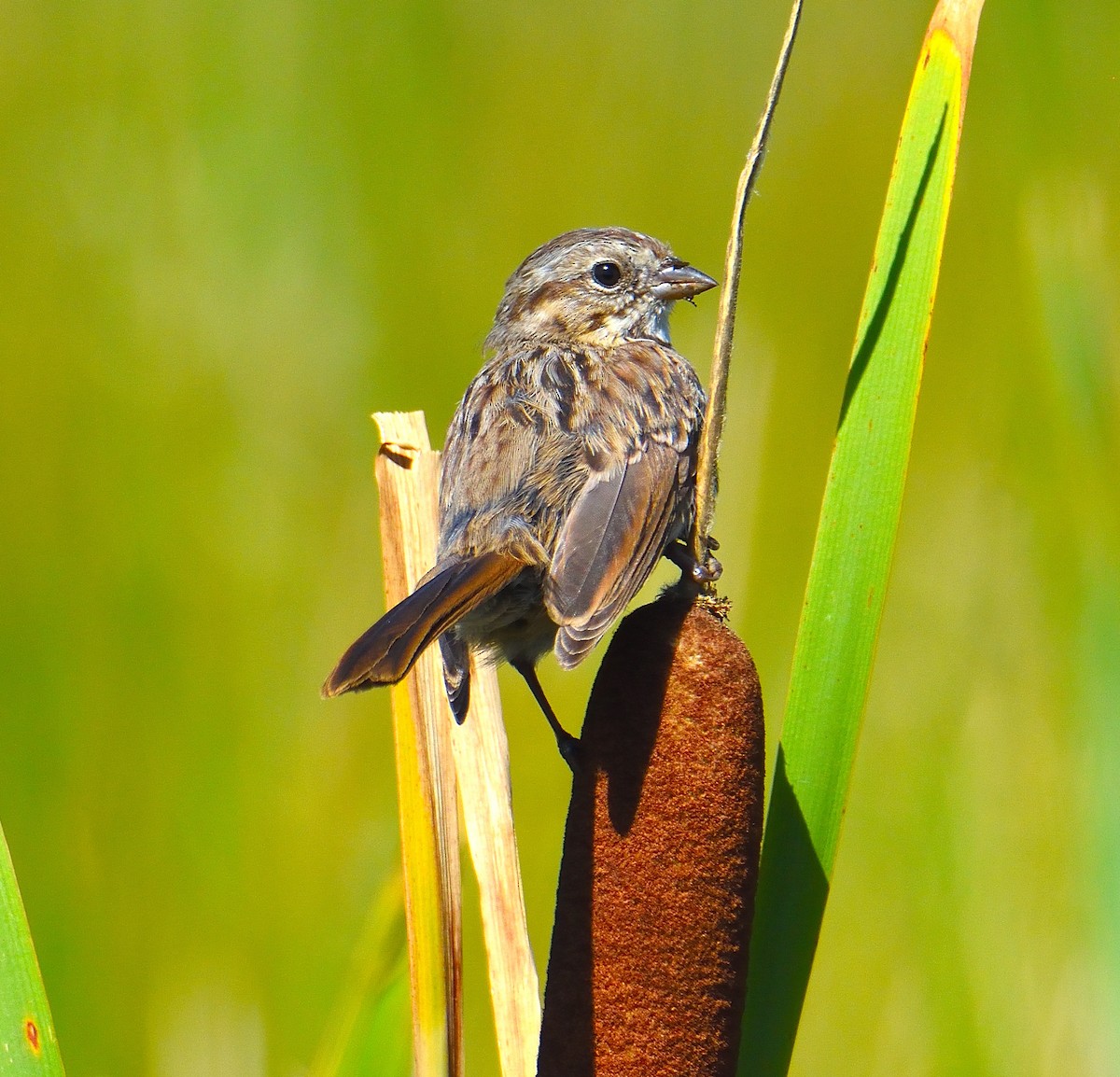 sangspurv - ML645221531