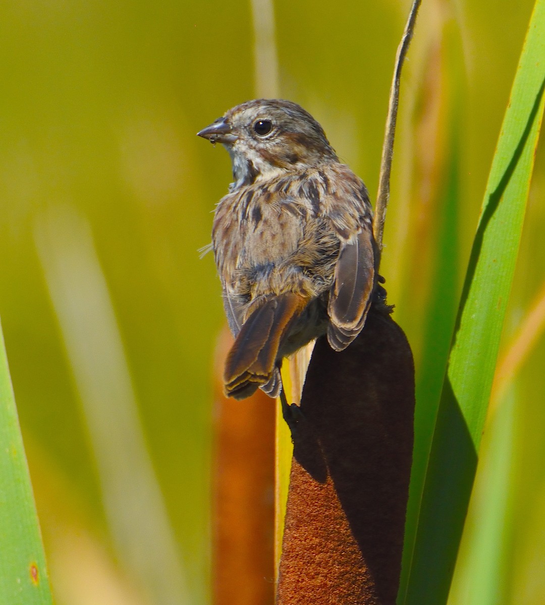 sangspurv - ML645221535