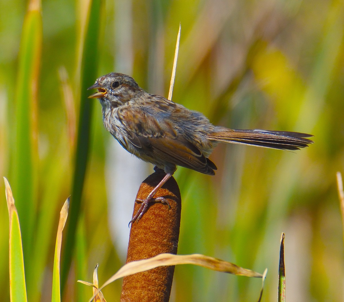 sangspurv - ML645221537