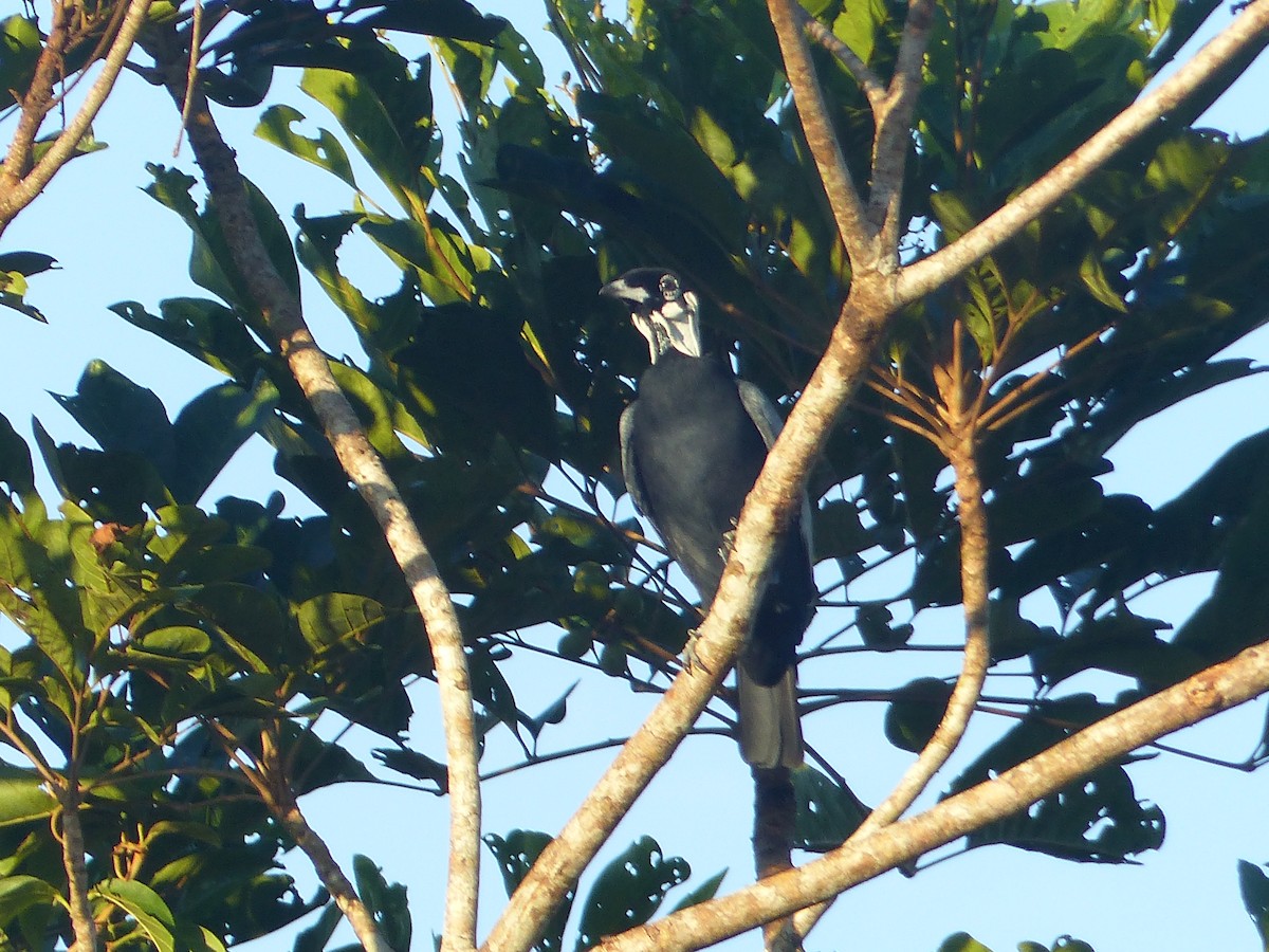 Bare-necked Fruitcrow - ML645221540
