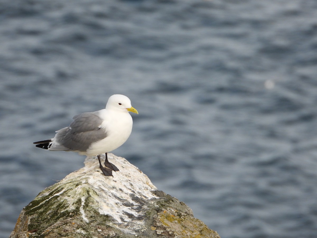 krykkje - ML645221542