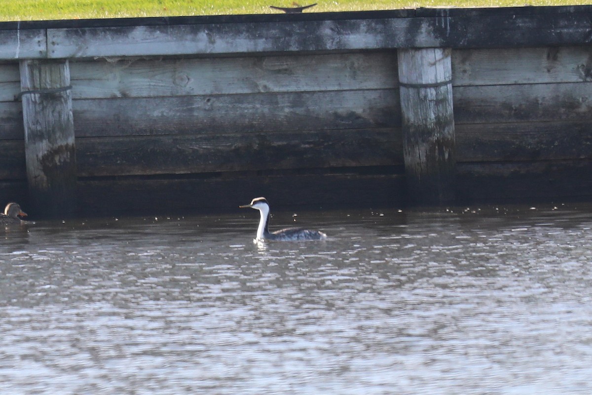 potápka západní - ML645221546