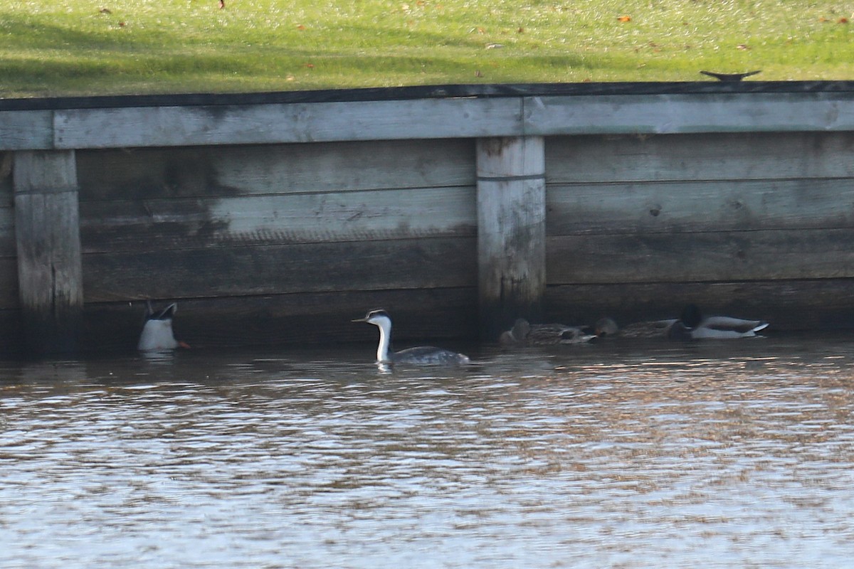 potápka západní - ML645221556