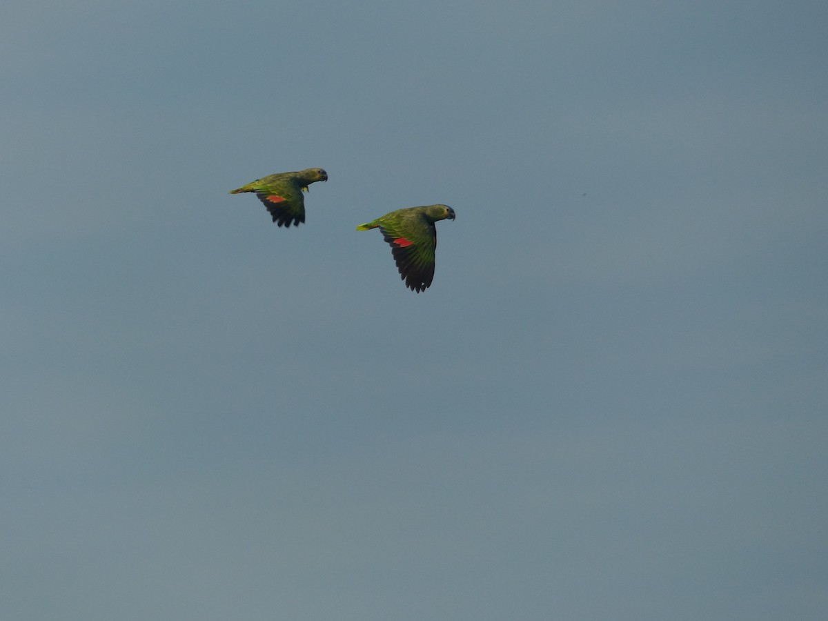 Yellow-crowned Amazon - ML645221558