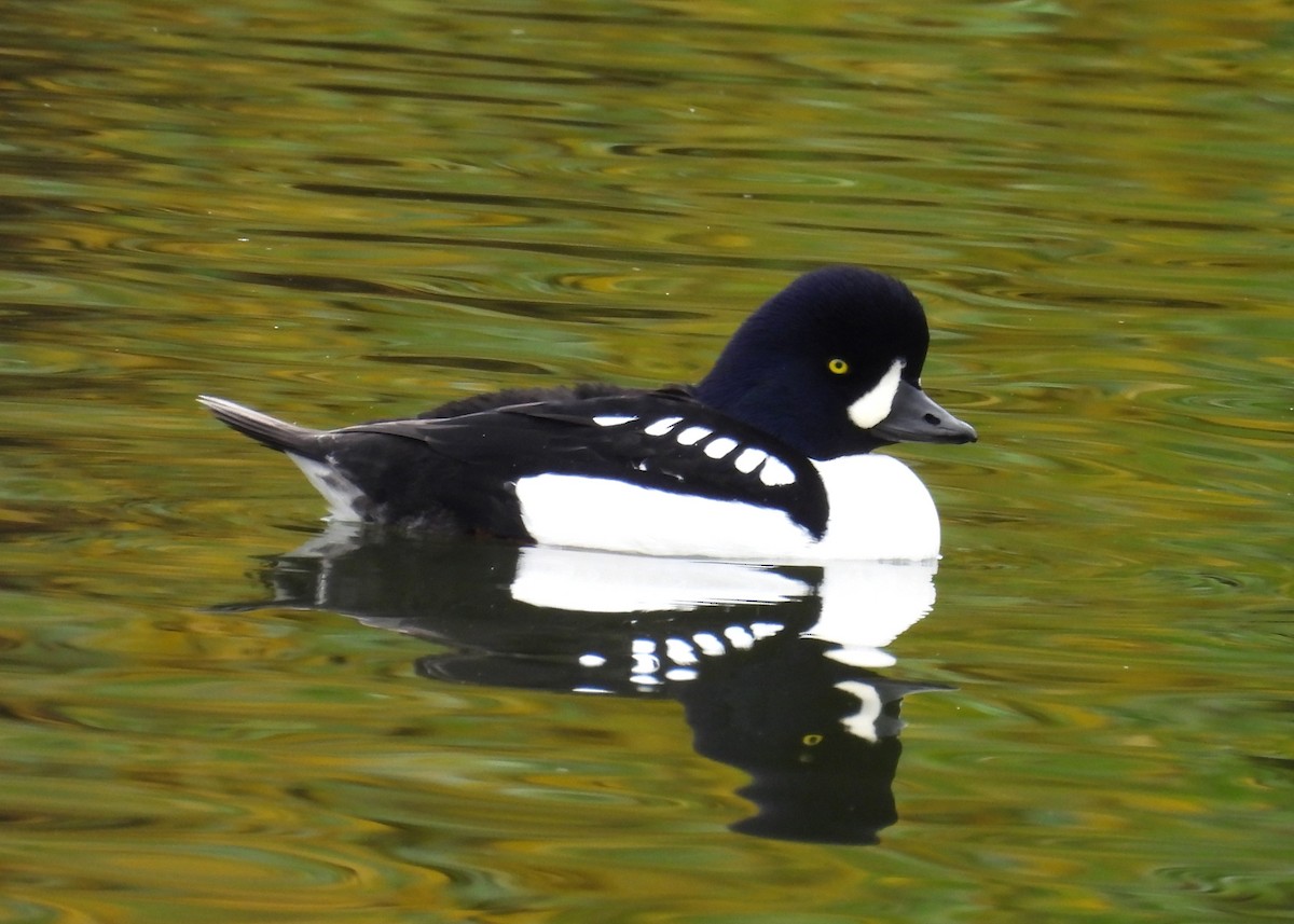 キタホオジロガモ - ML645221566