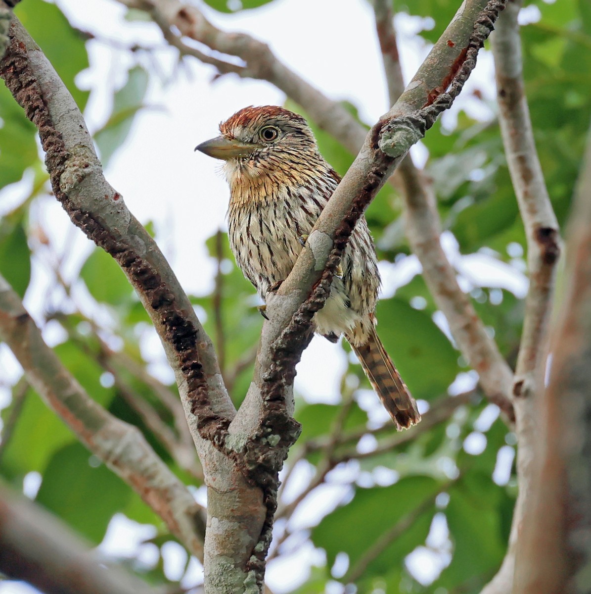 Buco Estriado Occidental - ML645221567