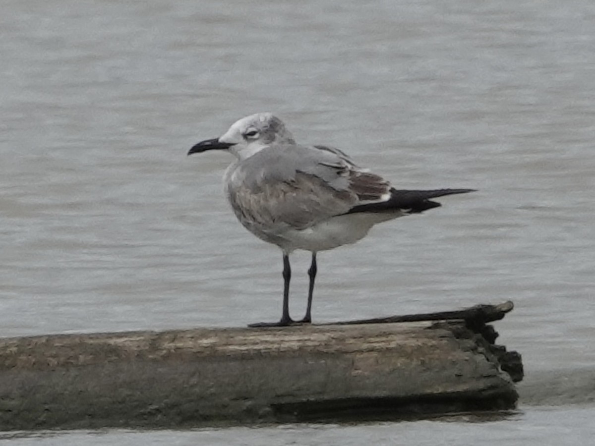 Ацтекская чайка - ML645221568