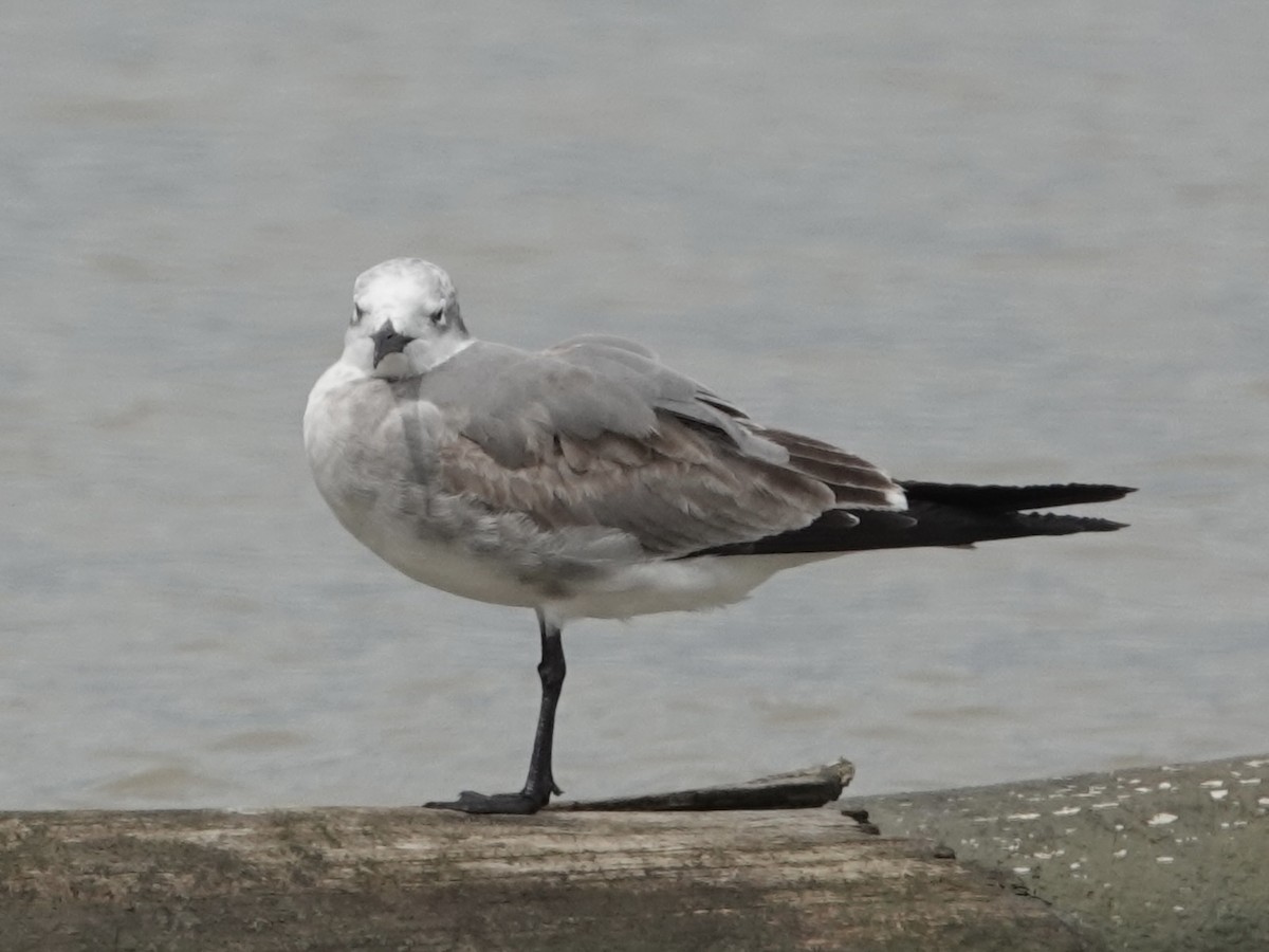 Ацтекская чайка - ML645221569