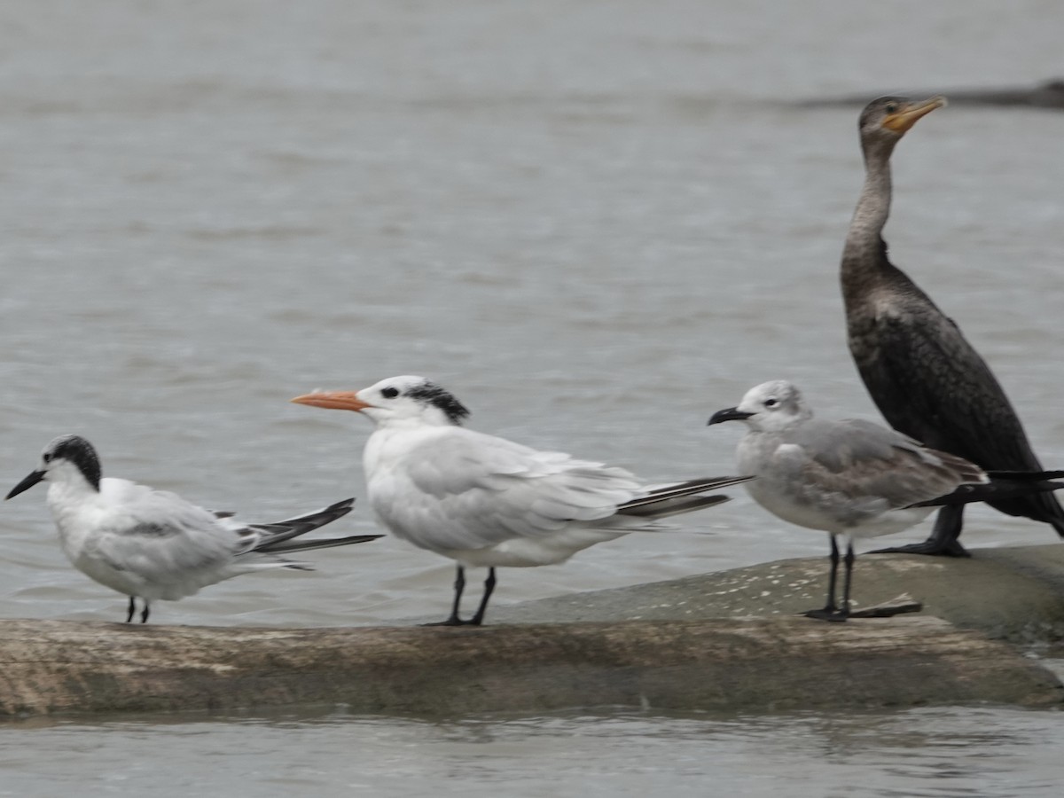 Ацтекская чайка - ML645221578