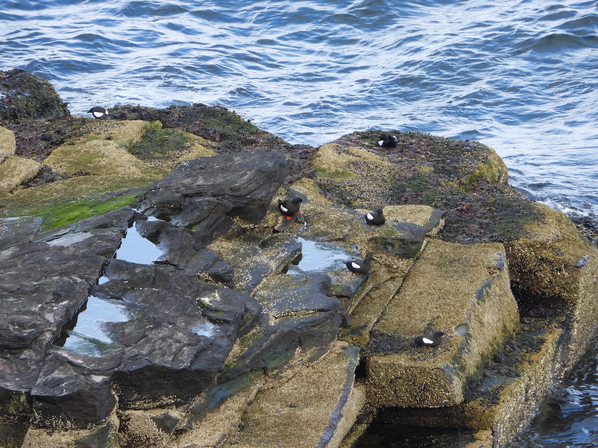 Black Guillemot - ML645221579