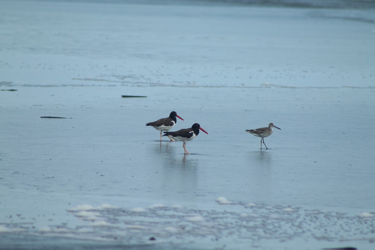 American Oystercatcher - ML645221593