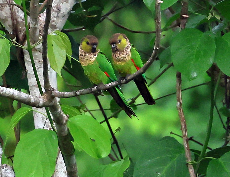 Black-capped Parakeet - ML645221594