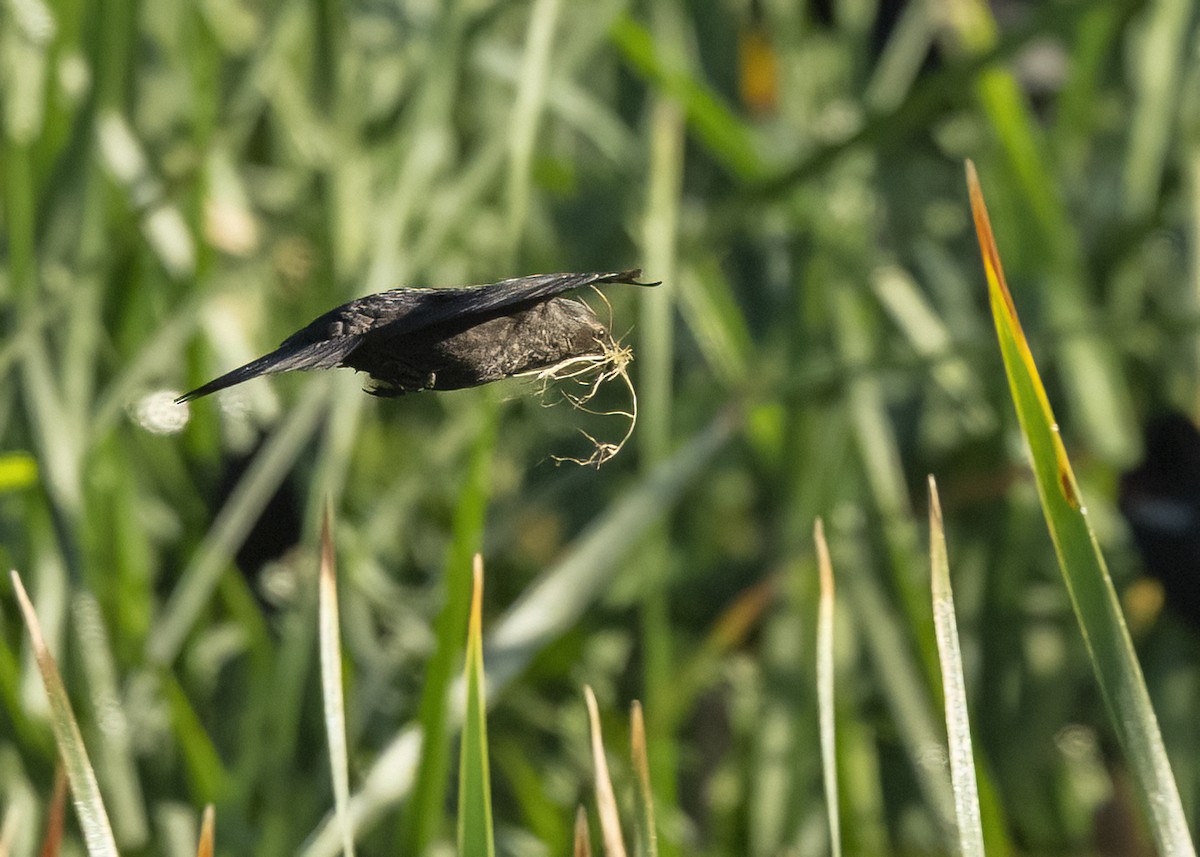 Tricolored Blackbird - ML645221601