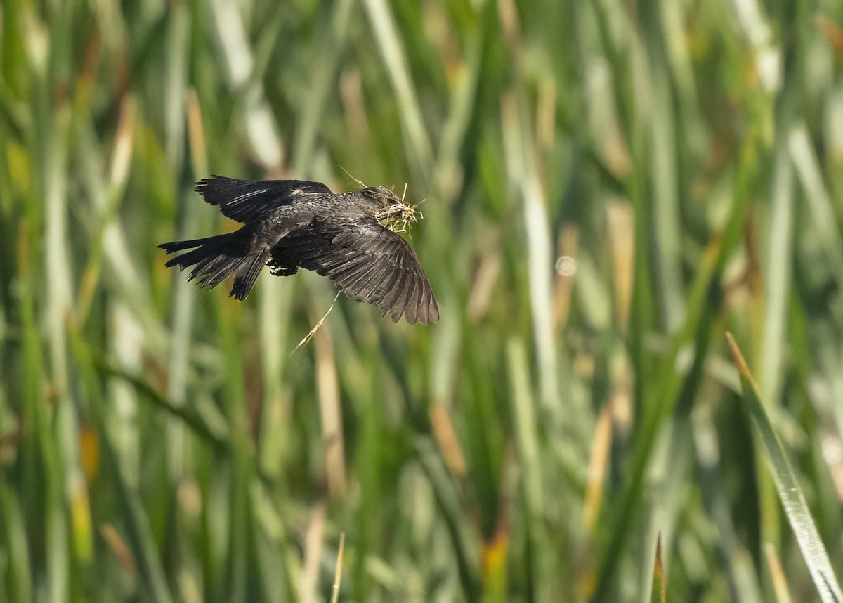 Tricolored Blackbird - ML645221602