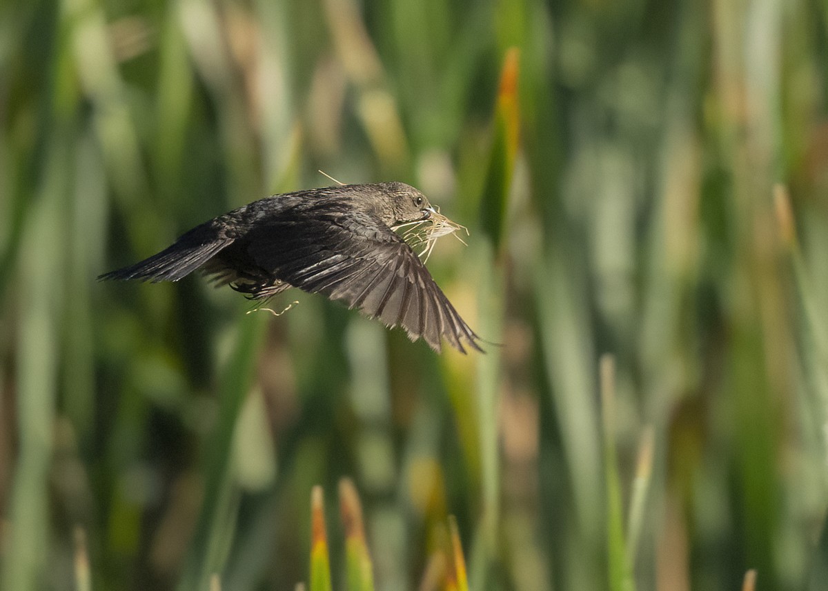 Tricolored Blackbird - ML645221604